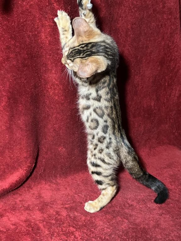 Mowgli photo 5