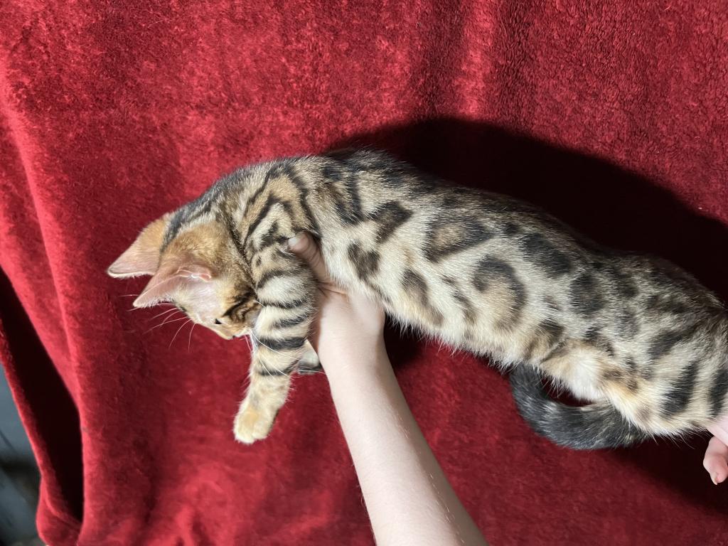 Mowgli photo 6