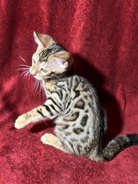 Mowgli photo 2