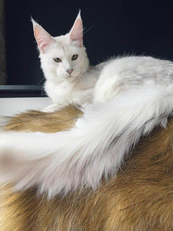 99 PERCENT STERLING MAINE COON KITTEN photo 1