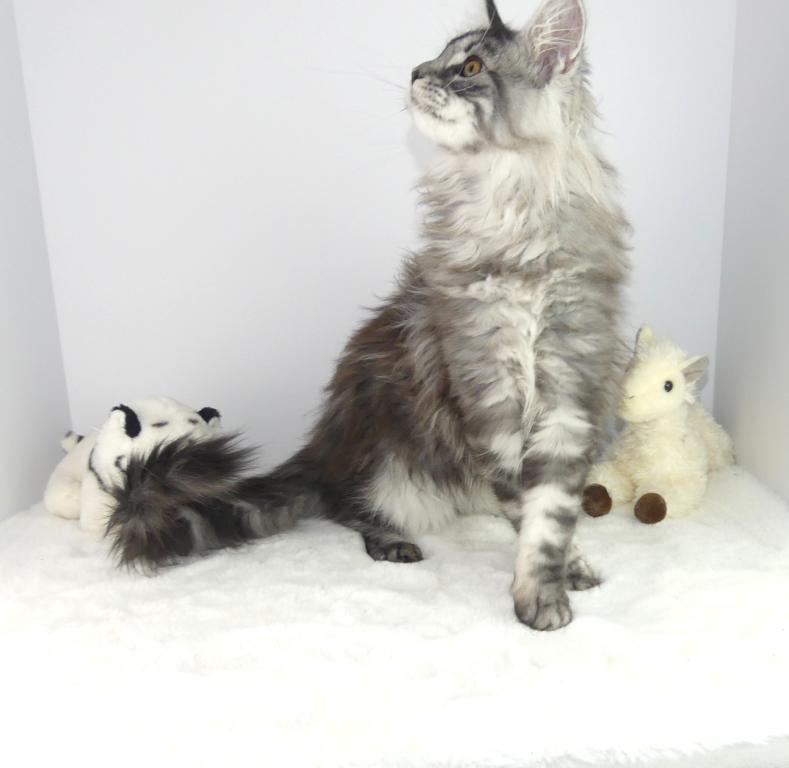 99 PERCENT STERLING MAINE COON KITTEN photo 3