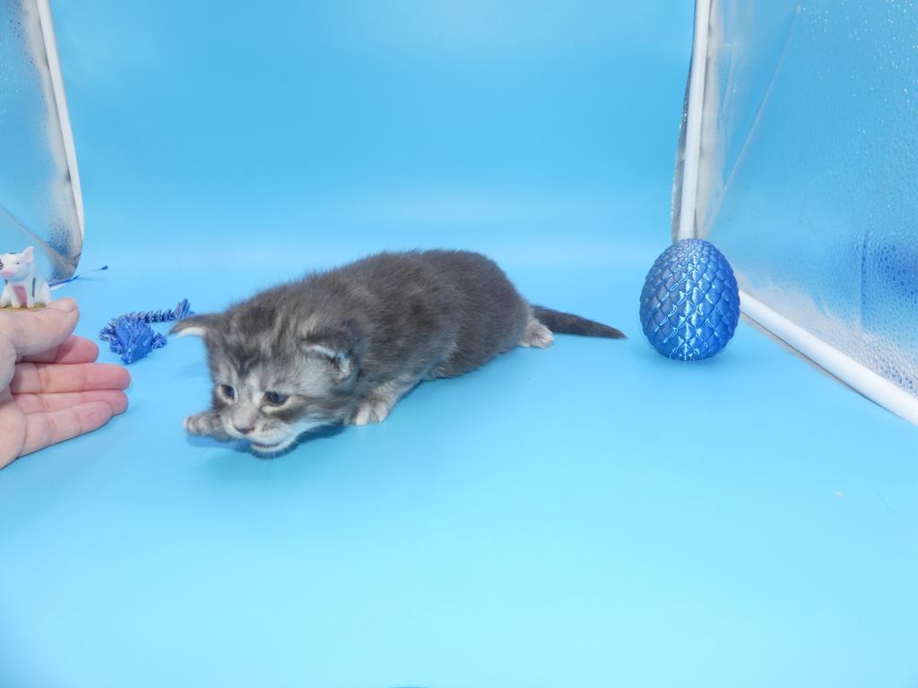 99 PERCENT STERLING MAINE COON KITTEN photo 2
