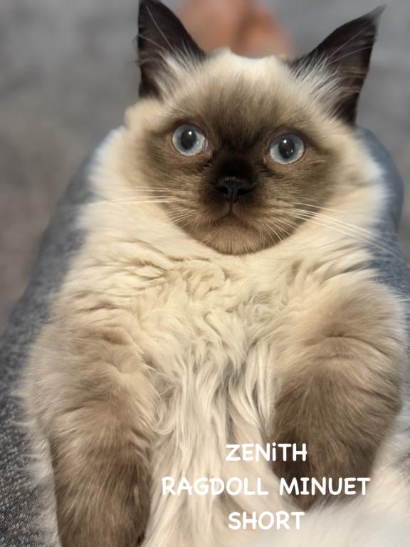 ZENiTH photo 23