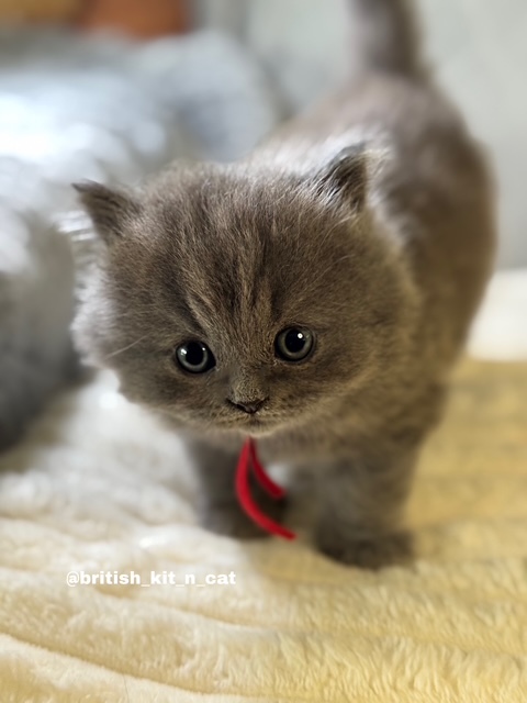 British Longhair Blue Female BRISHKITNKAT photo 1