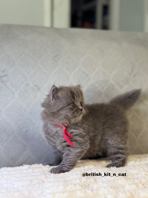 British Longhair Blue Female BRISHKITNKAT photo 4
