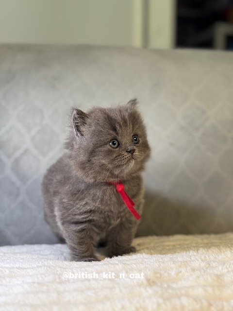 British Longhair Blue Female BRISHKITNKAT photo 3