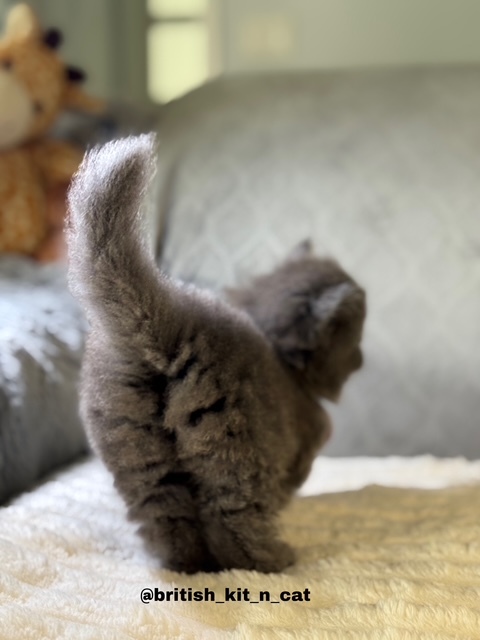 British Longhair Blue Female BRISHKITNKAT photo 2
