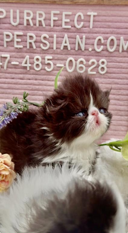 Dottie's Litter photo 4