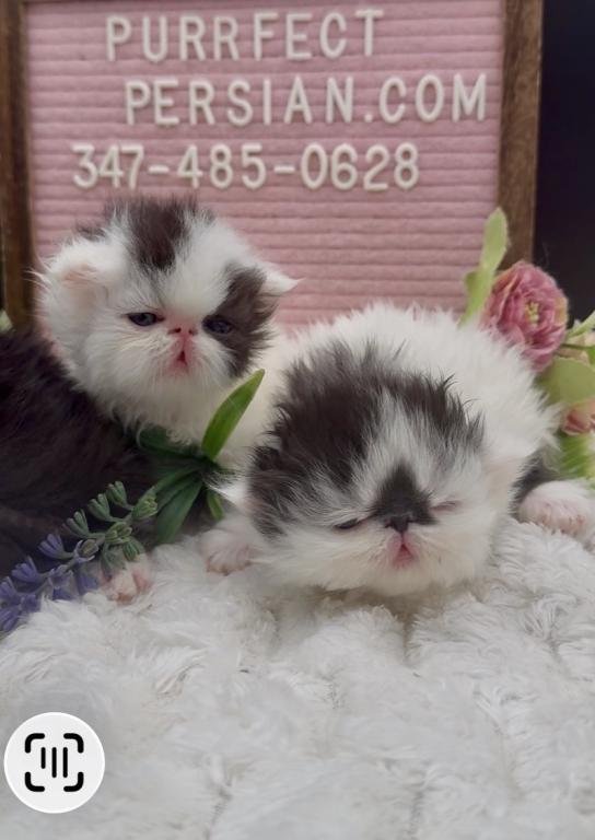 Dottie's Litter photo 9