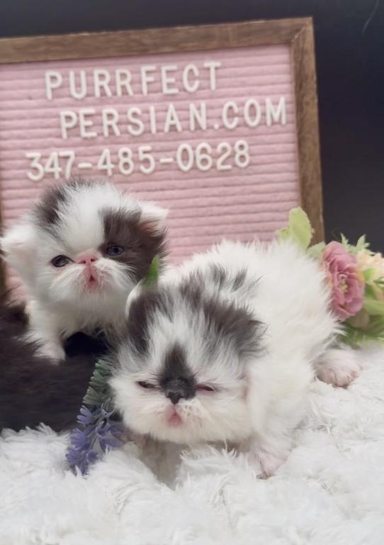 Dottie's Litter photo 10