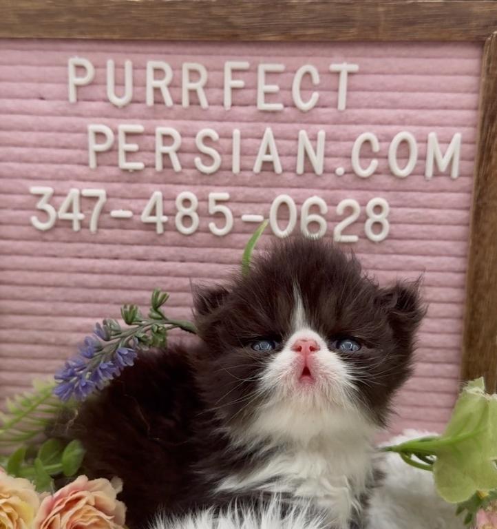 Dottie's Litter photo 6