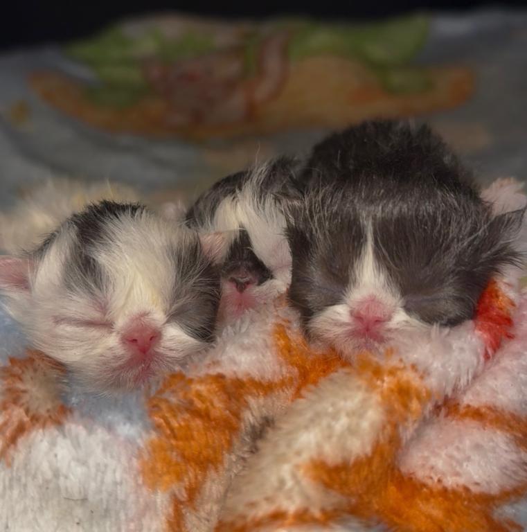 Dottie's Litter photo 17