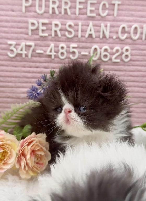 Dottie's Litter photo 2