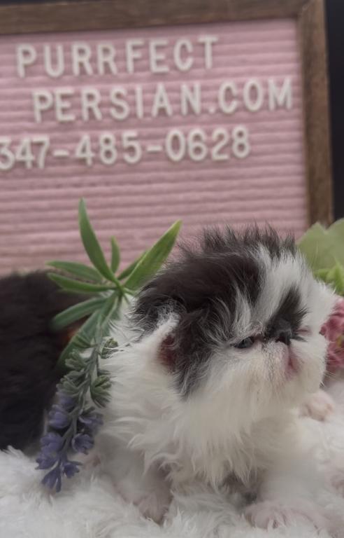 Dottie's Litter photo 8