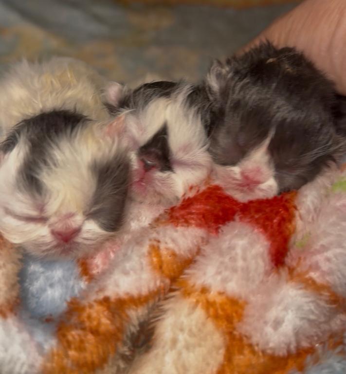 Dottie's Litter photo 18