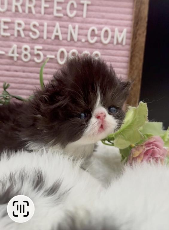 Dottie's Litter photo 3