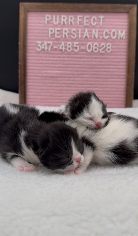 Dottie's Litter photo 14