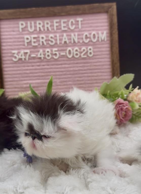 Dottie's Litter photo 7