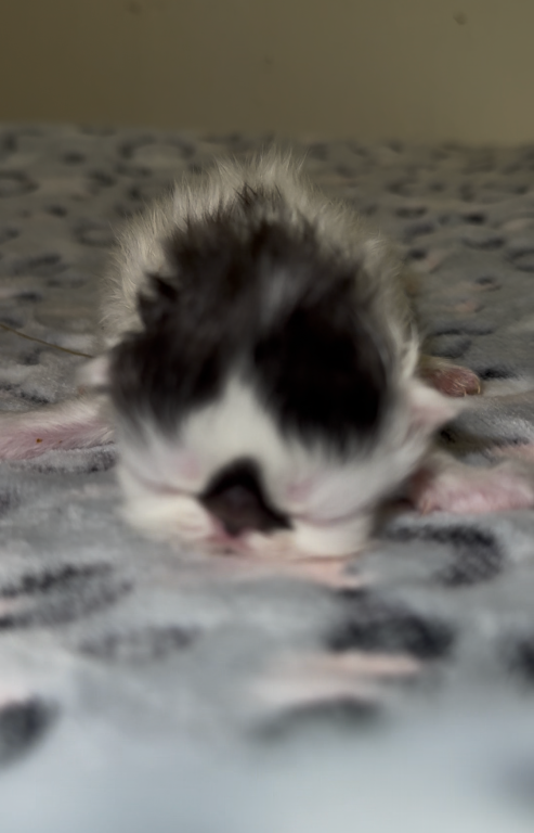 Dottie's Litter photo 13