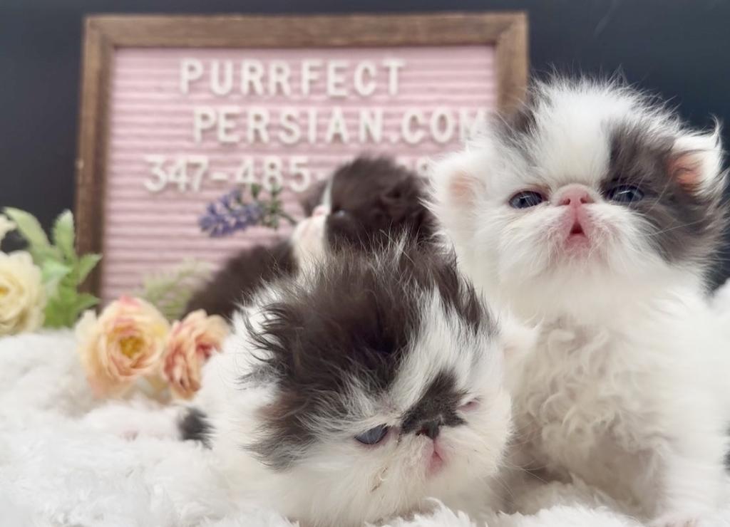 Dottie's Litter photo 1