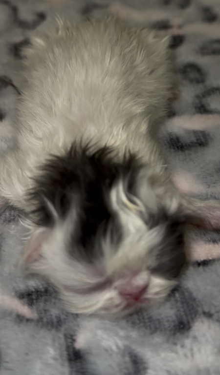 Dottie's Litter photo 15