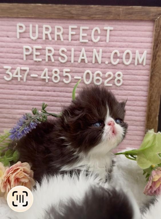Dottie's Litter photo 5