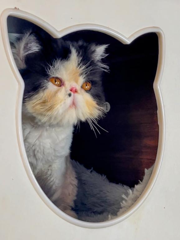 Dottie's Litter photo 12