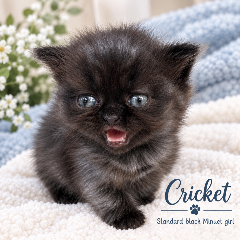Cricket photo 2