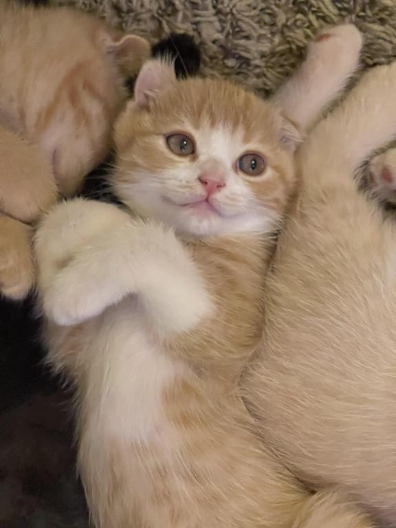 Lola Scottish Fold photo 4