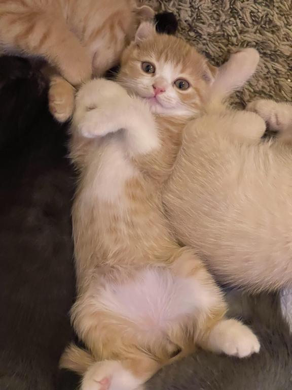 Lola Scottish Fold photo 5