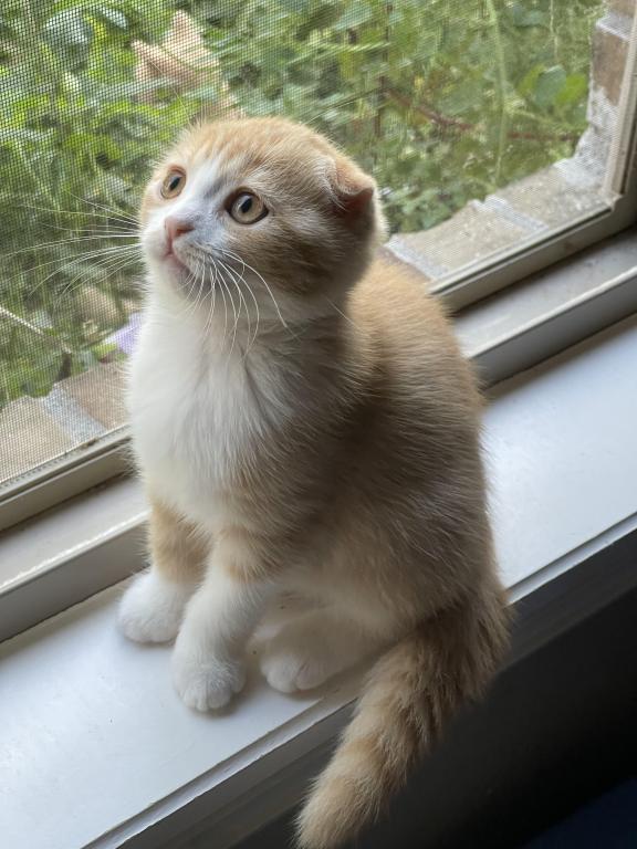 Lola Scottish Fold photo 2