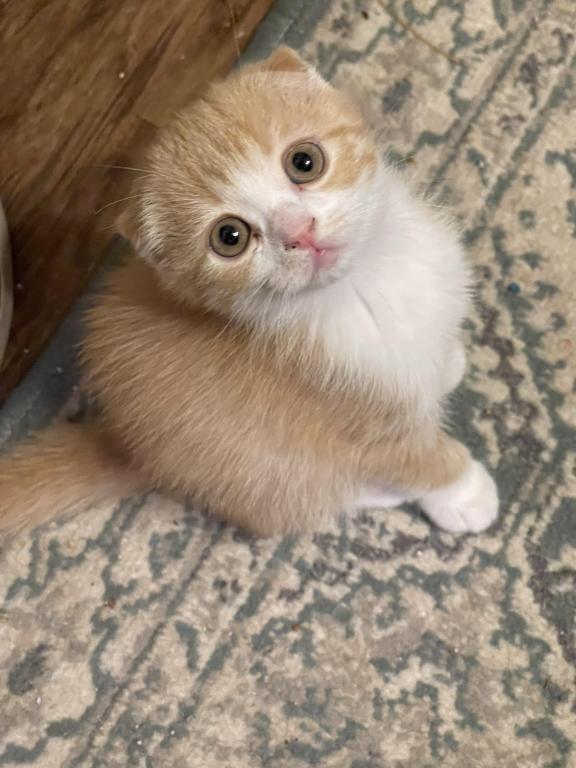 Lola Scottish Fold photo 1