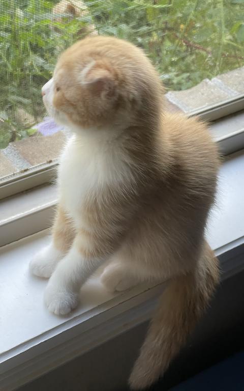 Lola Scottish Fold photo 3