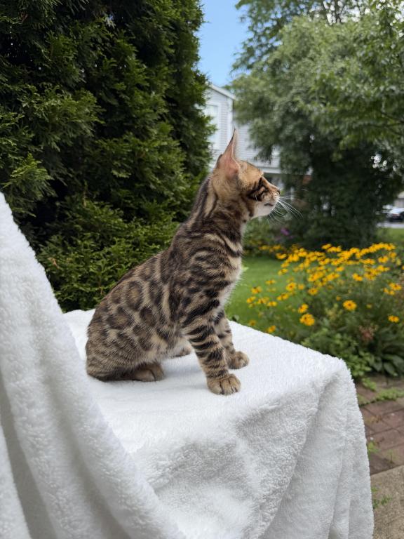 SOLD Bengal Kitten photo 1