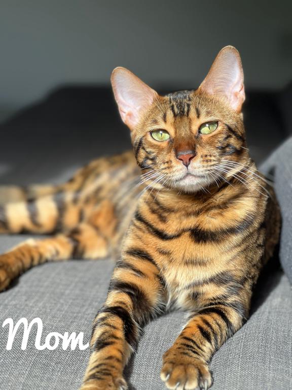 SOLD Bengal Kitten photo 3