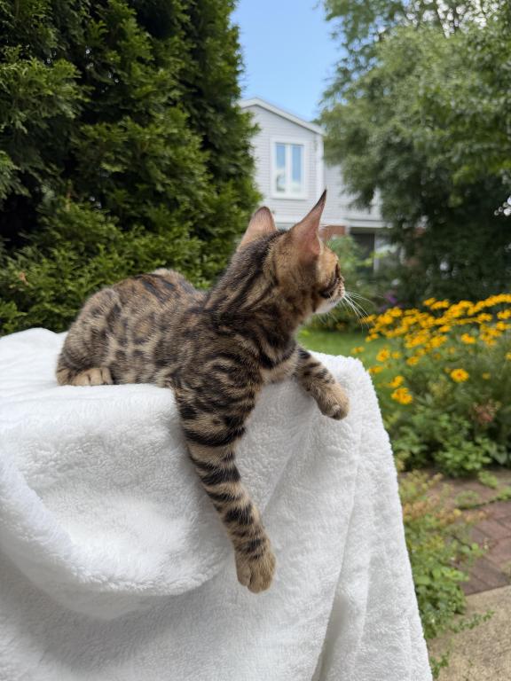 SOLD Bengal Kitten photo 4