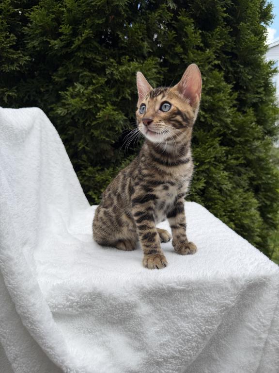 SOLD Bengal Kitten photo 5