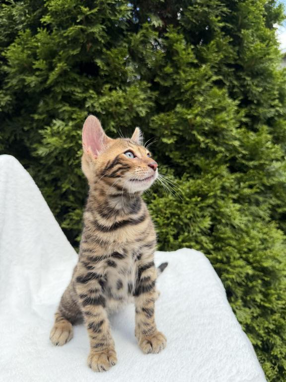 SOLD Bengal Kitten photo 6