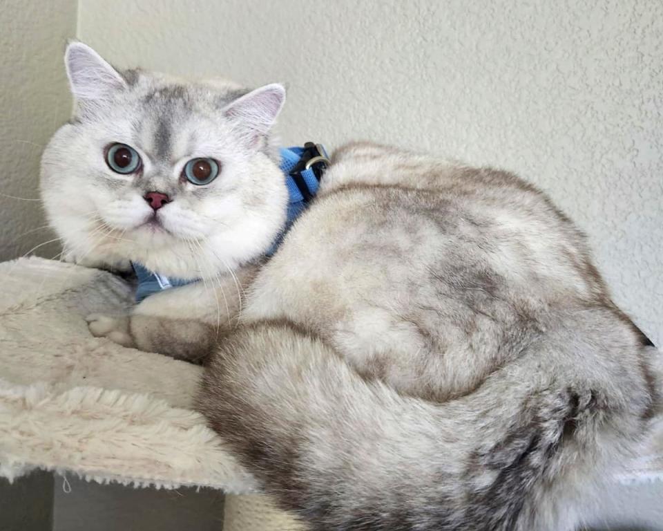 TARGET British Blue Golden Chinchilla photo 1