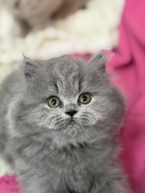 British Longhair Blue Female Ready To Go Home photo 2