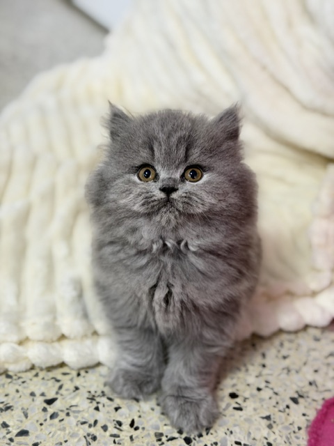 British Longhair Blue Female Ready To Go Home photo 1