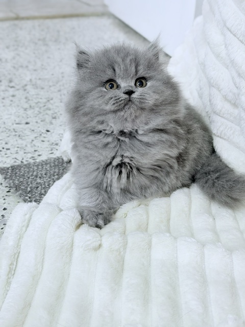 British Longhair Blue Female Ready To Go Home photo 3