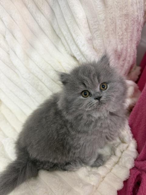 British Longhair Blue Female Ready To Go Home photo 4