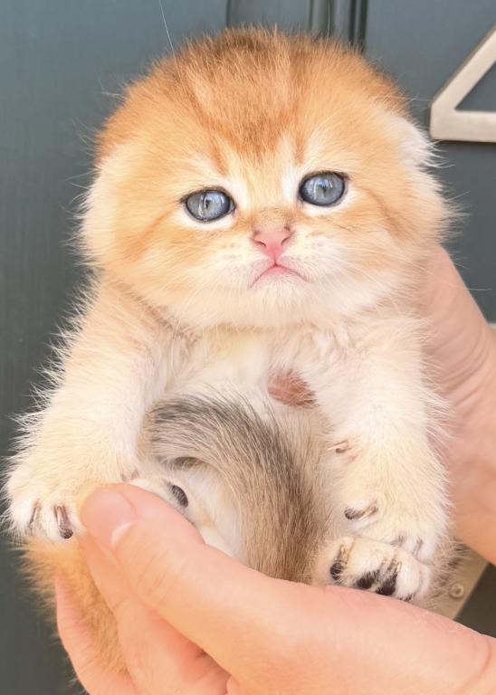 Scottish Fold photo 1
