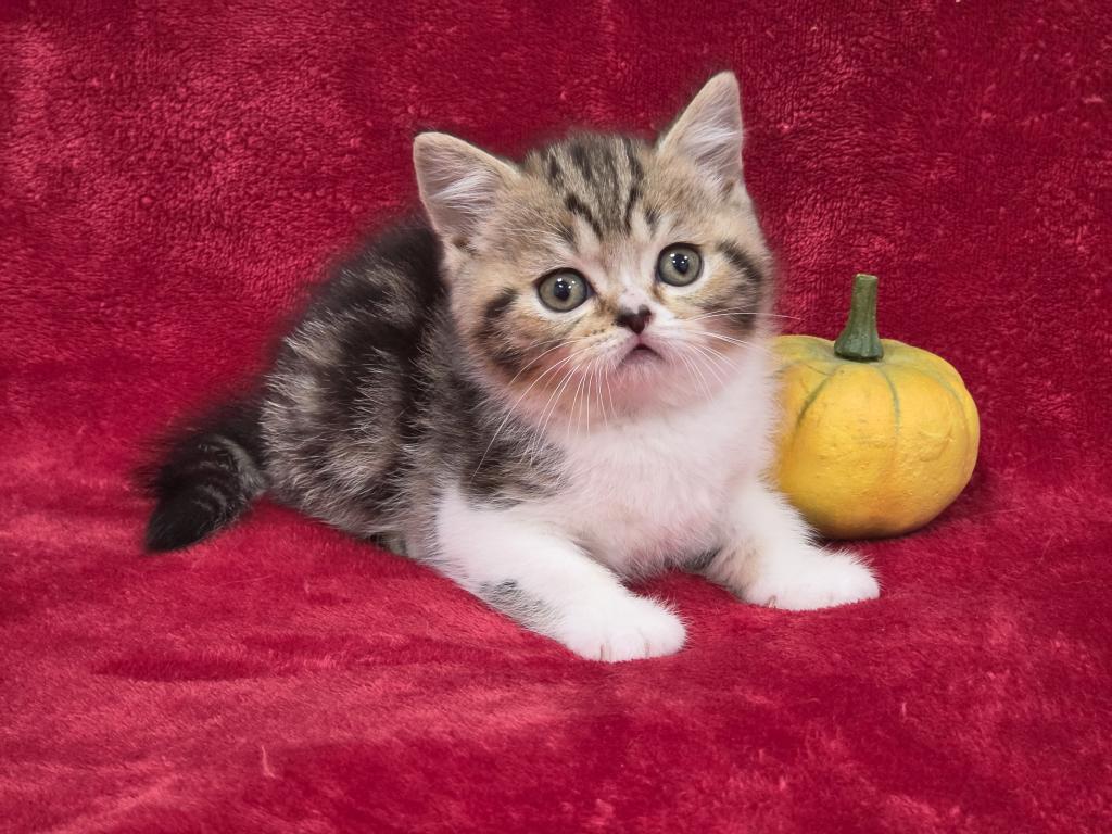 Pumkin photo 5