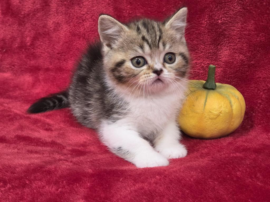 Pumkin photo 1