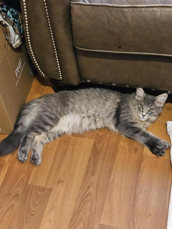 Klaus photo 1