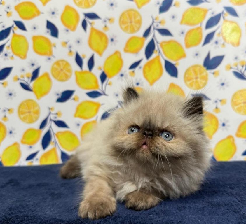 Persian Himalayan Kittens 4 Sale Khloe's Kittens photo 3