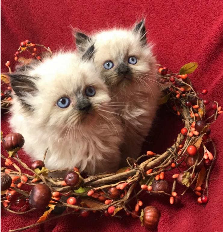 Persian Himalayan Kittens 4 Sale Khloe's Kittens photo 2