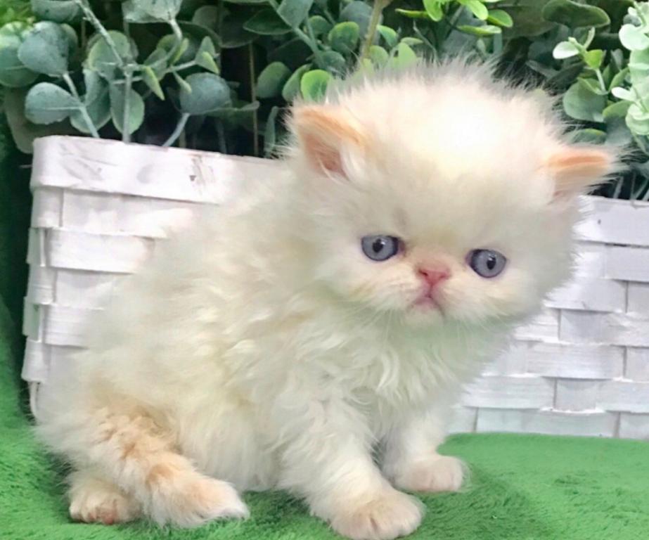 Persian Himalayan Kittens 4 Sale Khloe's Kittens photo 7